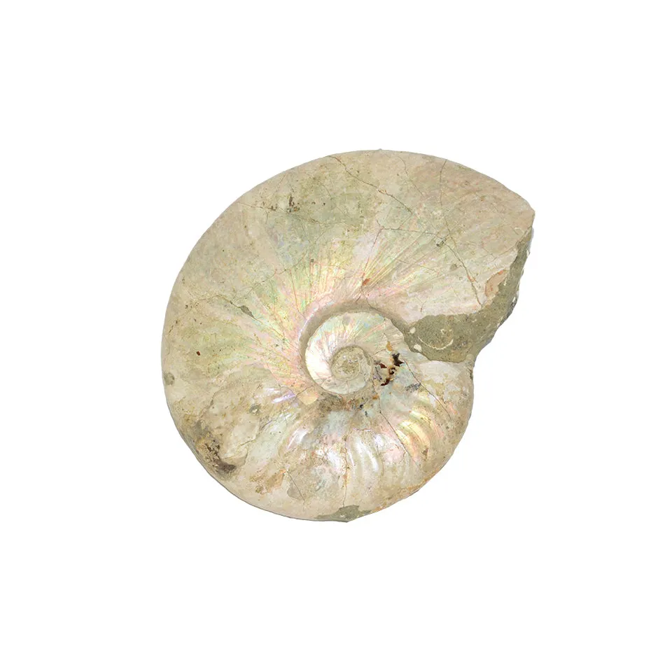 Ammonite Opalized Fossil