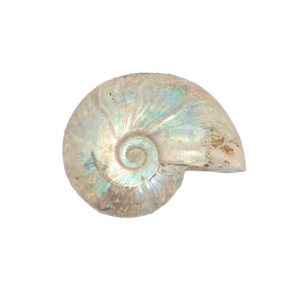 Ammonite Opalized Fossil