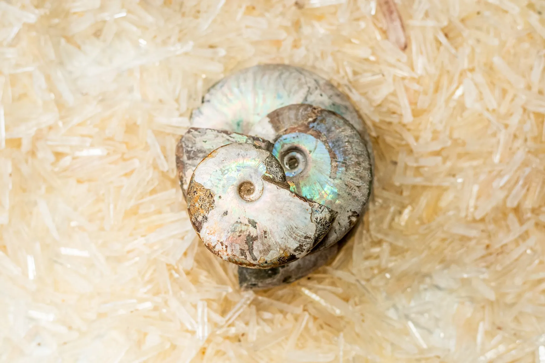 Ammonite Opalized Fossil