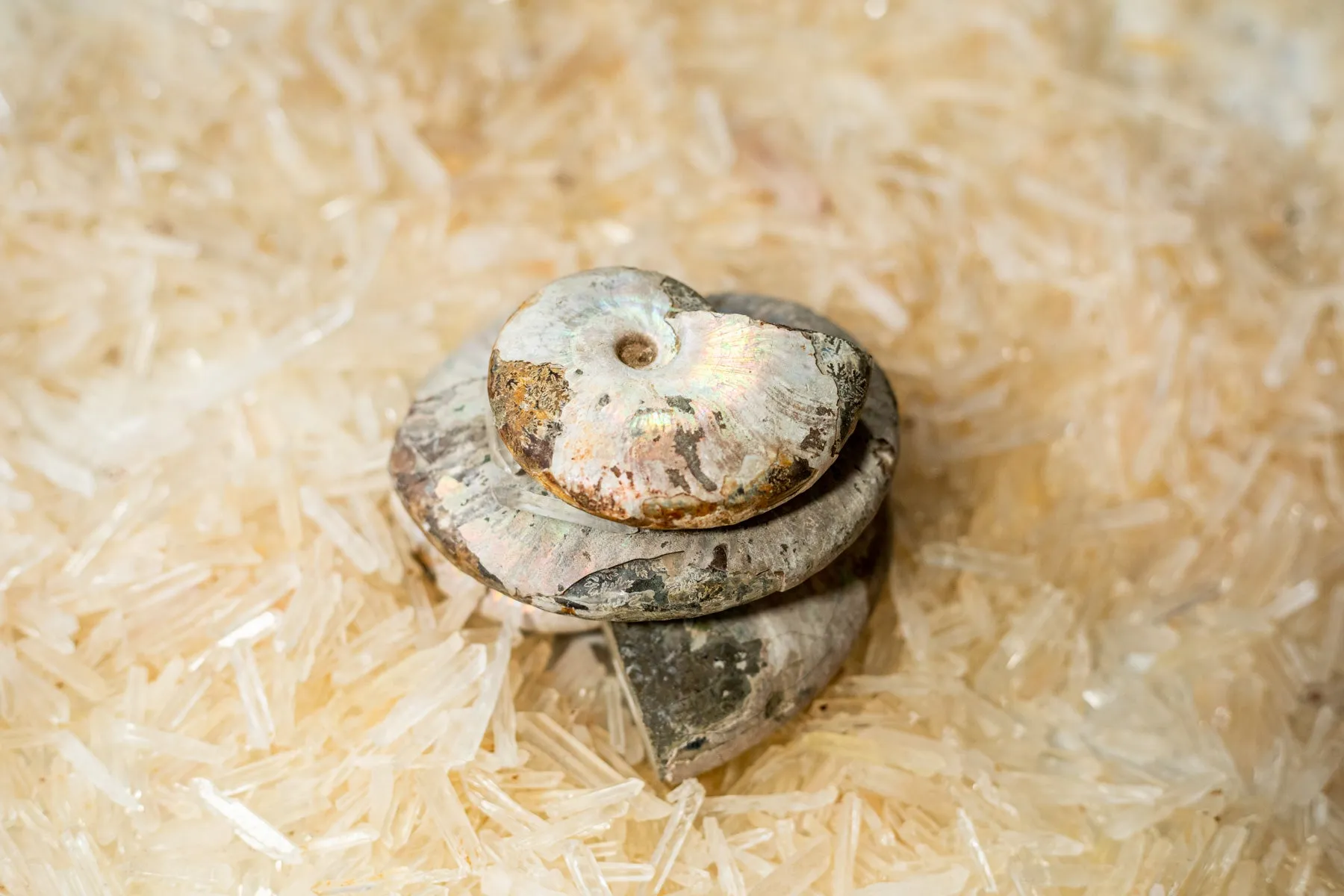 Ammonite Opalized Fossil