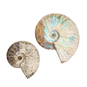 Ammonite Opalized Fossil