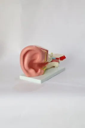 Anatomical Ear Model