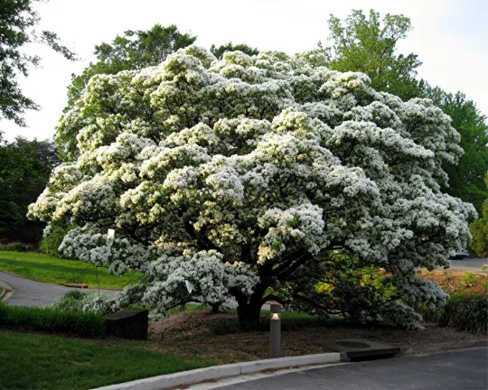 Chinese Fringe Tree Chionanthus retusus 20 Seeds  USA Company