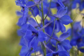 Delphinium Belladonna Bellamosum Seeds