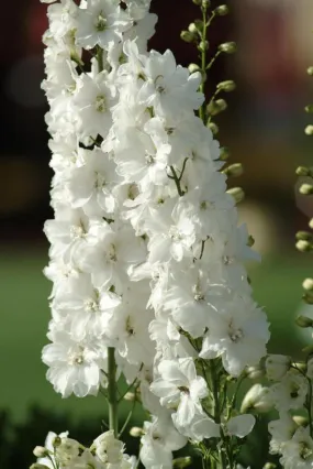 Delphinium Guardian White Seeds