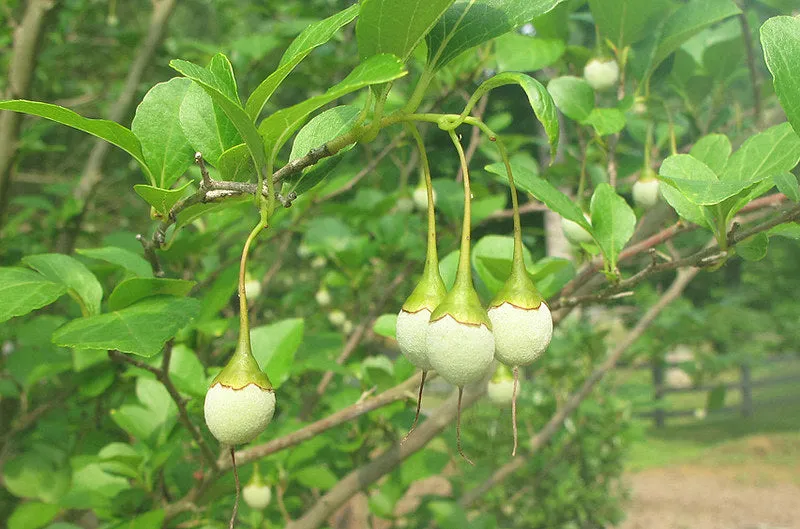 Japanese Snowbell  Styrax japonicus  10 Seeds  USA Company