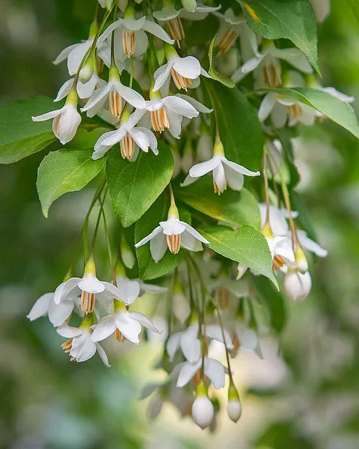 Japanese Snowbell  Styrax japonicus  10 Seeds  USA Company