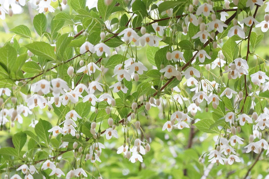 Japanese Snowbell  Styrax japonicus  10 Seeds  USA Company