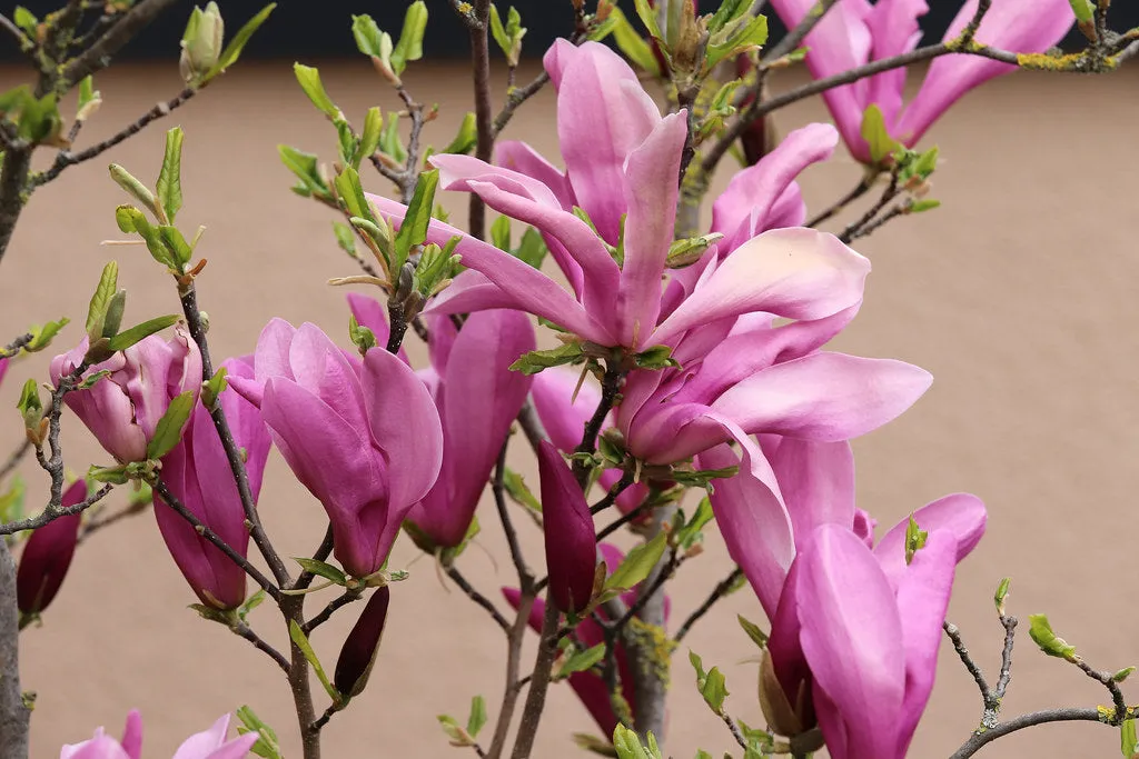 Lily Magnolia Magnolia liliiflora 20 Seeds   USA Company