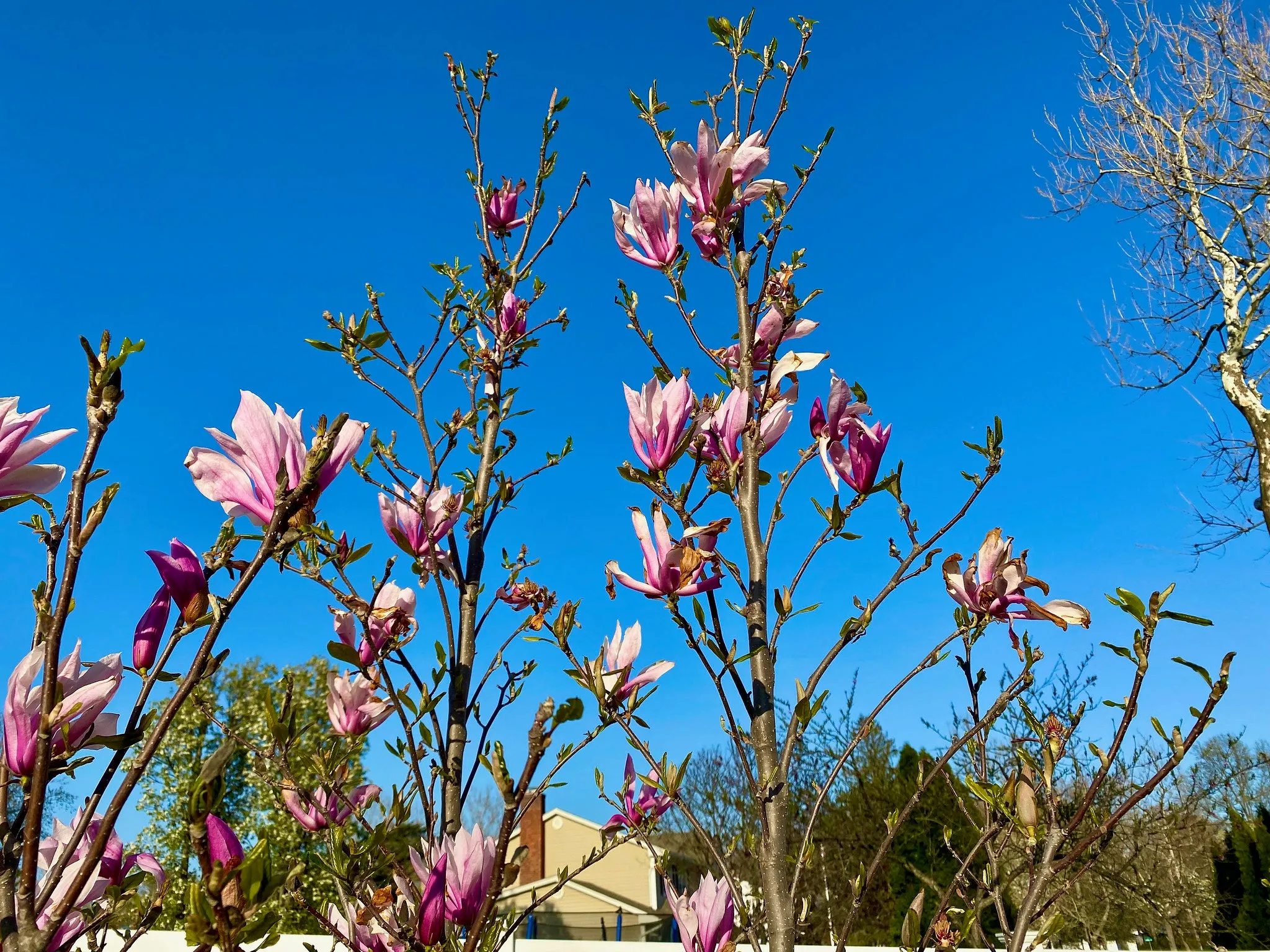 Lily Magnolia Magnolia liliiflora 20 Seeds   USA Company