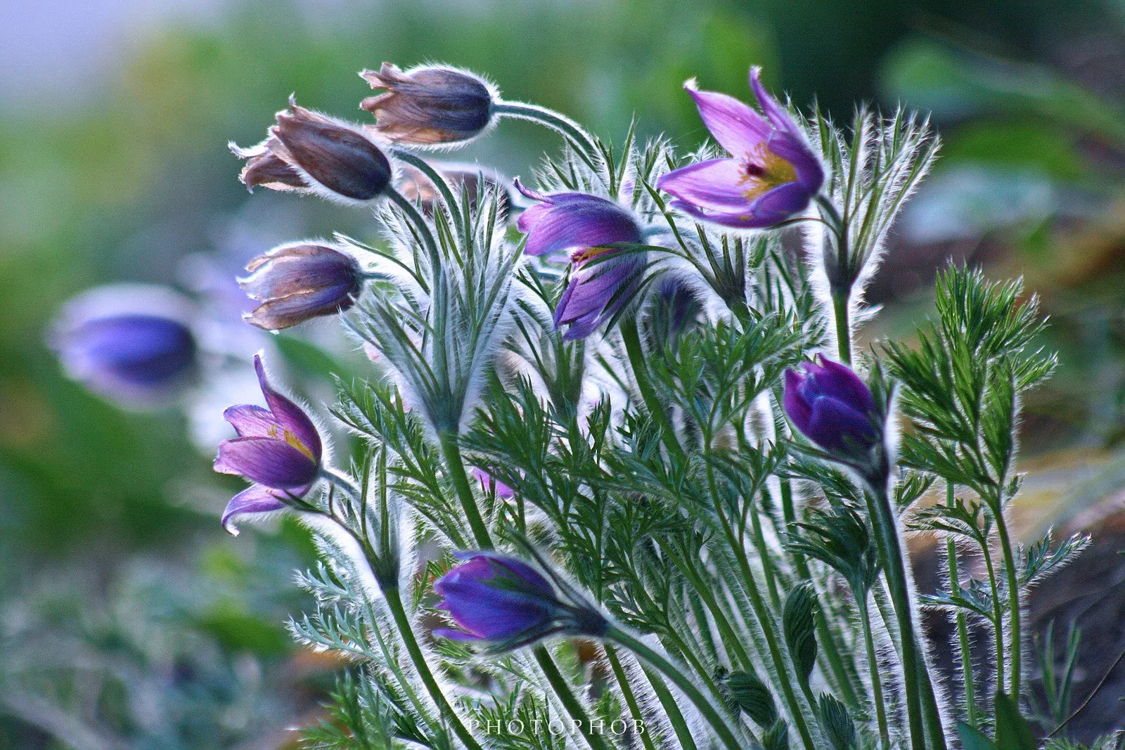 Pasque Flower  Pulsatilla vulgaris 100 Seeds  USA Company