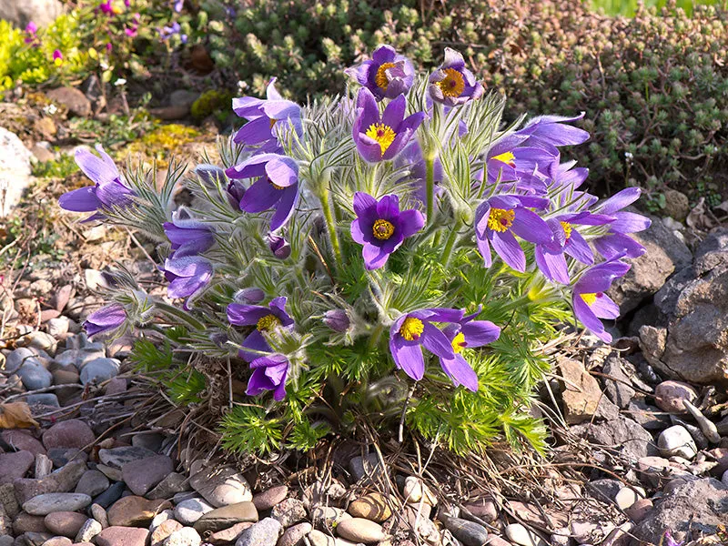 Pasque Flower  Pulsatilla vulgaris 100 Seeds  USA Company