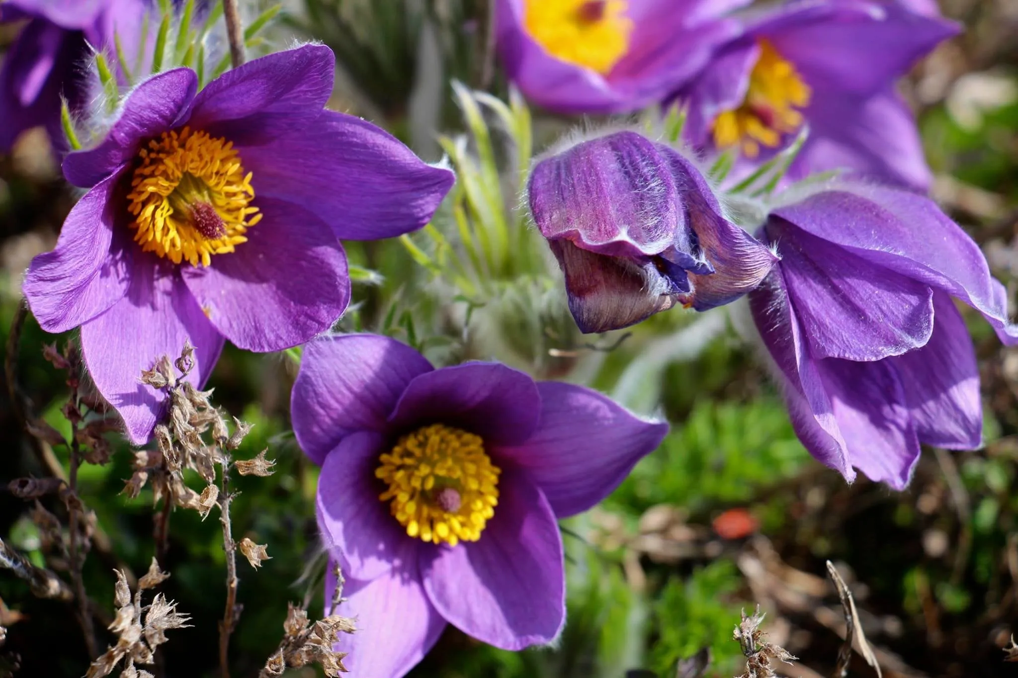 Pasque Flower  Pulsatilla vulgaris 100 Seeds  USA Company