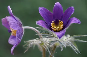 Pasque Flower  Pulsatilla vulgaris 100 Seeds  USA Company