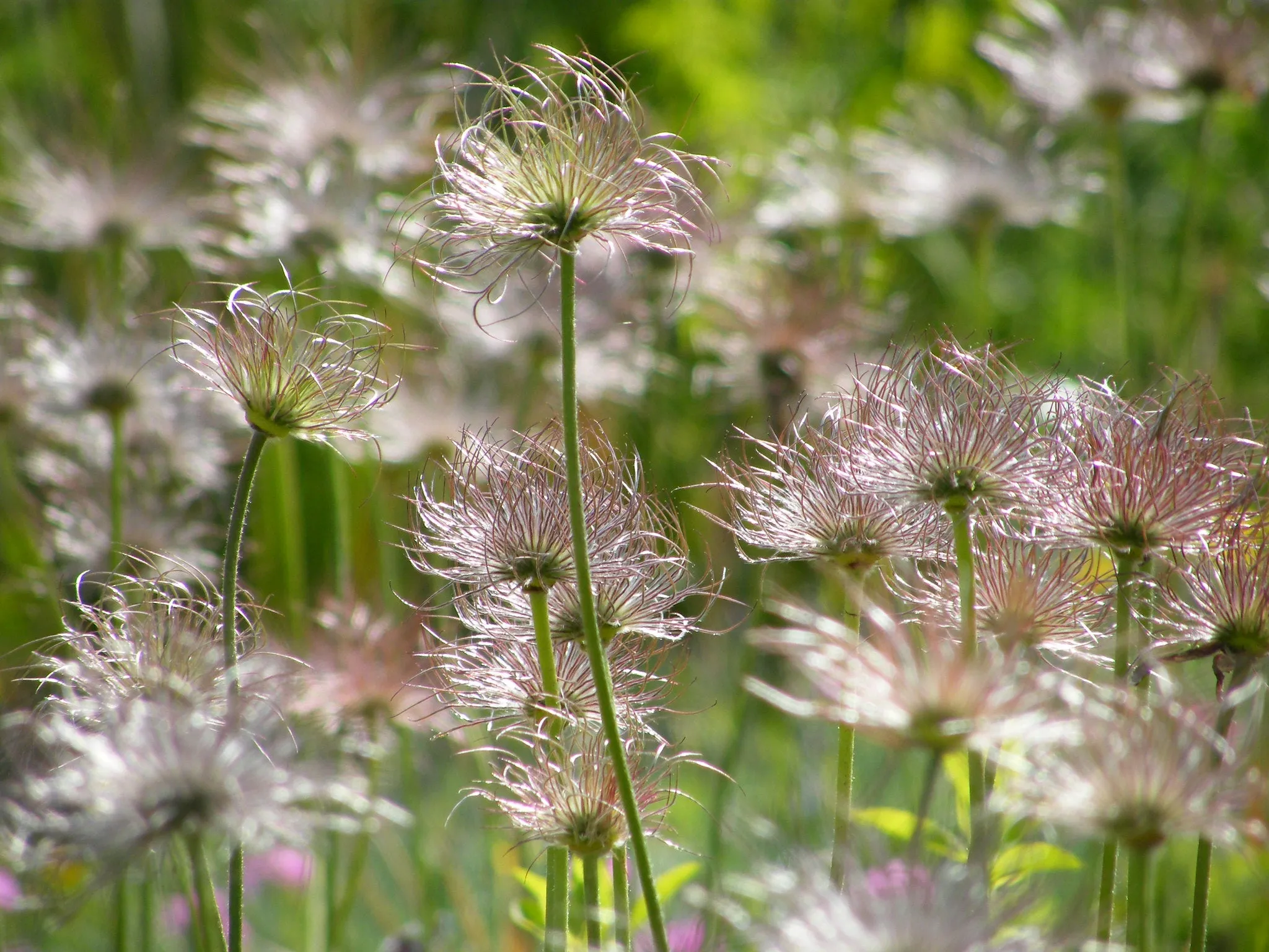 Pasque Flower  Pulsatilla vulgaris 100 Seeds  USA Company