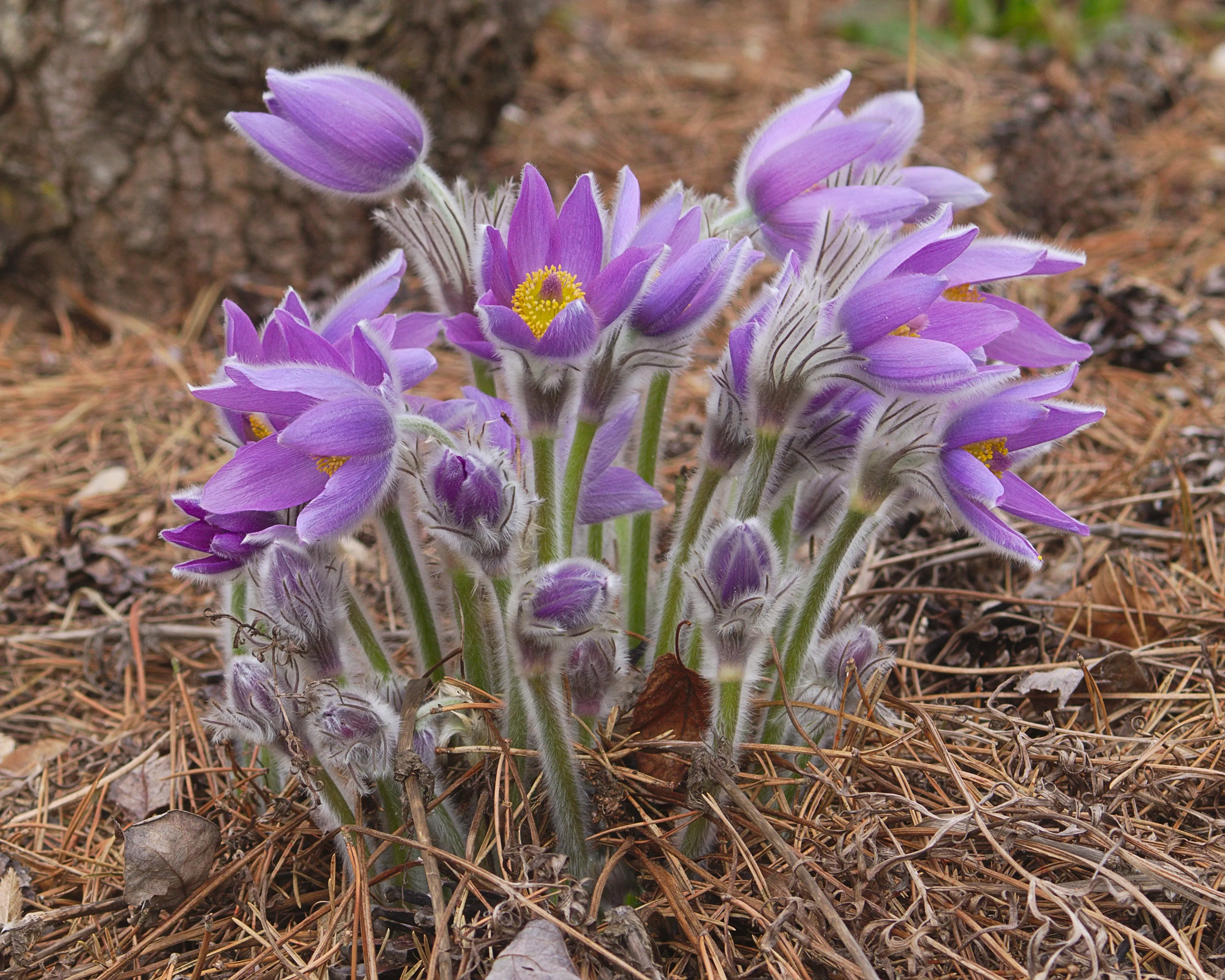 Pasque Flower  Pulsatilla vulgaris 100 Seeds  USA Company