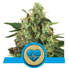 Royal Queen Seeds - Medical Mass (CBD)